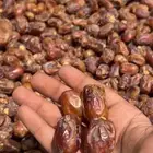 تمر خلاص وادي مفروز اصفر شرط لحمته كفو سكريه