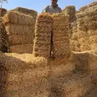 تبن قمح شد ولجر حولي