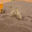 بط اصفر