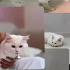قط شيرازي العمر سنه وشهرين .النوع ذكر والتواصل