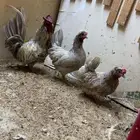 طقم حباحب توب التوب ماشاء الله