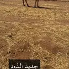 لقحه كفو رباع