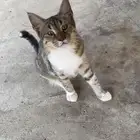 قطة بلدي للبيع