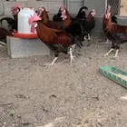 ديوك ليجهورن ايطالي صنف