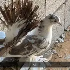 حمام رقاص جمله