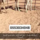 خلفه وضحا