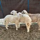عنم حريات