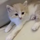 قطط منزلية نظيفة للتبني