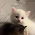 قطط للبيع