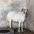 نعجه للبيع.