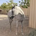 فرس واهو