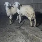 خرفان فل شحم ( تم البيع)