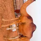 للبيع ضريبه