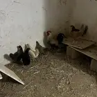 دجاج للبيع