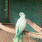 الببغاء الكروان