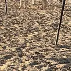 طليان جذعان مقفله 2 تم البيع