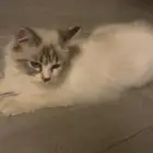 بسه للتبني
