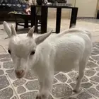 ماعز قزم لعوب