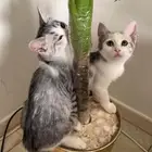 قطتان تبني العمر شهرين أنثى