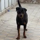 انثى روت وايلر