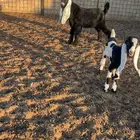 للبيع تيس مشروع فحل عارضي