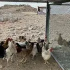 دجاج بلدي بياض نظيف