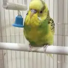 عصفور صغير
