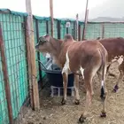 حسلان بلدي للبيع