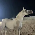بطل الفضة مشكور للتشبيه لوجه الله