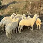 طليان