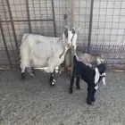 عنز والد وبهم