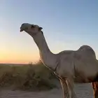 بعير أركي فحل نيب