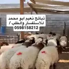ذبائح في مزرعة المراح بلديه فقط نعيم وحريات ونجديات