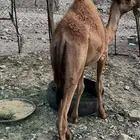 حاشي طيب العمر العمر حول 8 شهور
