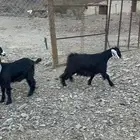 ( تم البيع )جفار جذعات للبيع