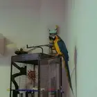 ببغاء مكاو للبيع  Macaw For sale