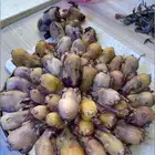 موجود منتوف جاهز ب 3 ريال