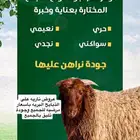 ذبايح عبر تابي