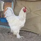 طقم كولومبي