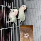 جوز روز البينو منتج مع بيض