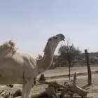 بعير كفو