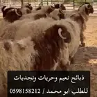 ذبائح نعيم وحريات ونجديات بالدمام حياكم الله