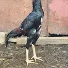 دجاج باكستاني