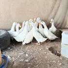 بط بكيني