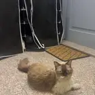 قط هملايا للتبني