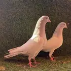 حمام بكستاني
