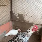 دجاج باكستاني سندي بيور
