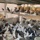 حمام بلدي نظيف