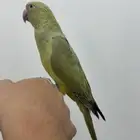 دره اليف