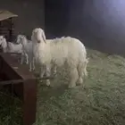 طلي للبيع